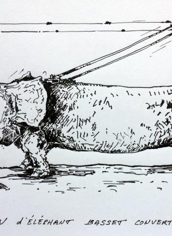Basset